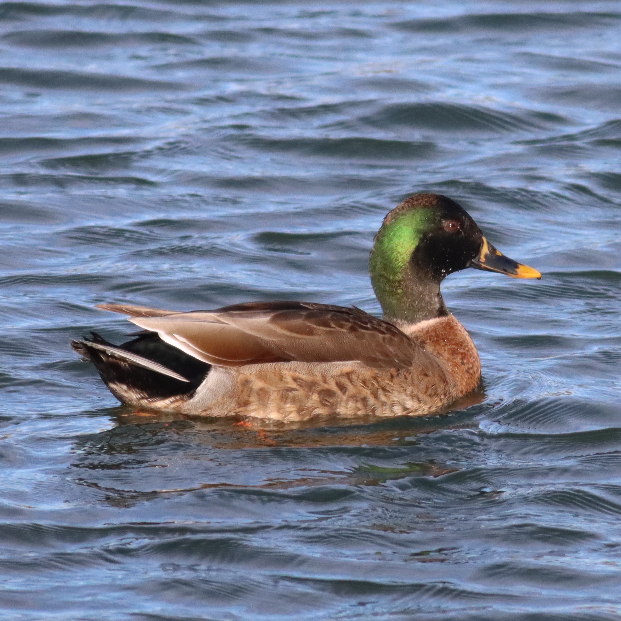 マルガモのpicture